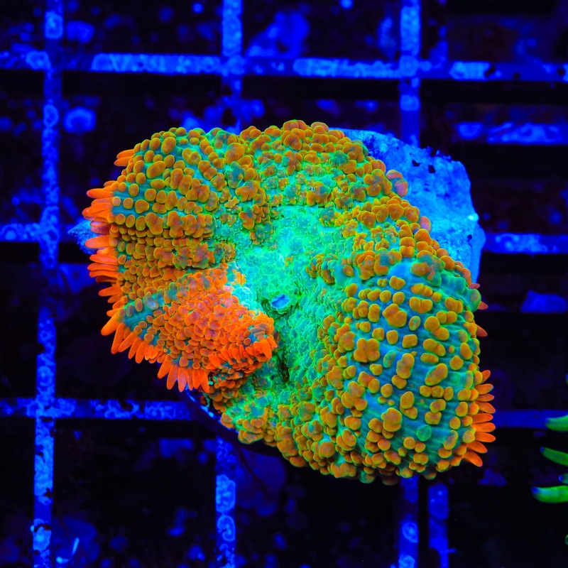 Tequila Sunrise Mushroom Coral
