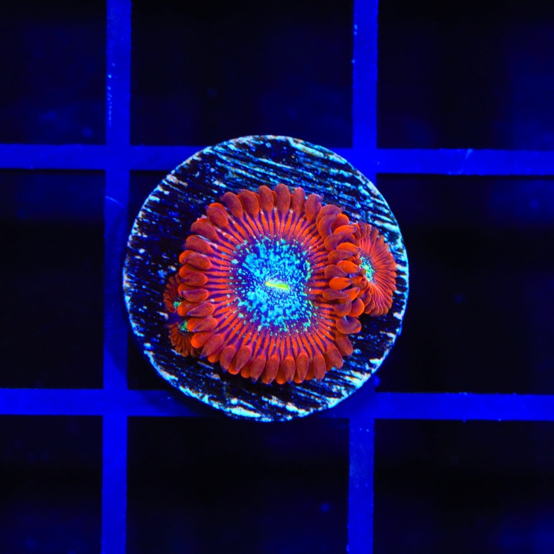 TSA Acid Bath Zoanthid Coral