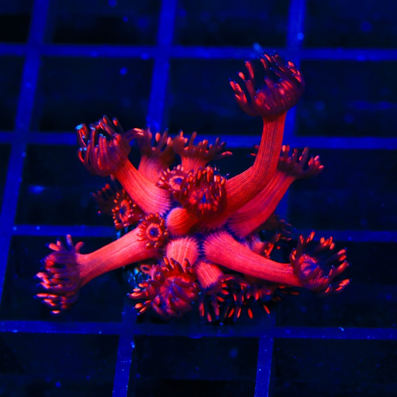 TSA Blood Red Goniopora Coral