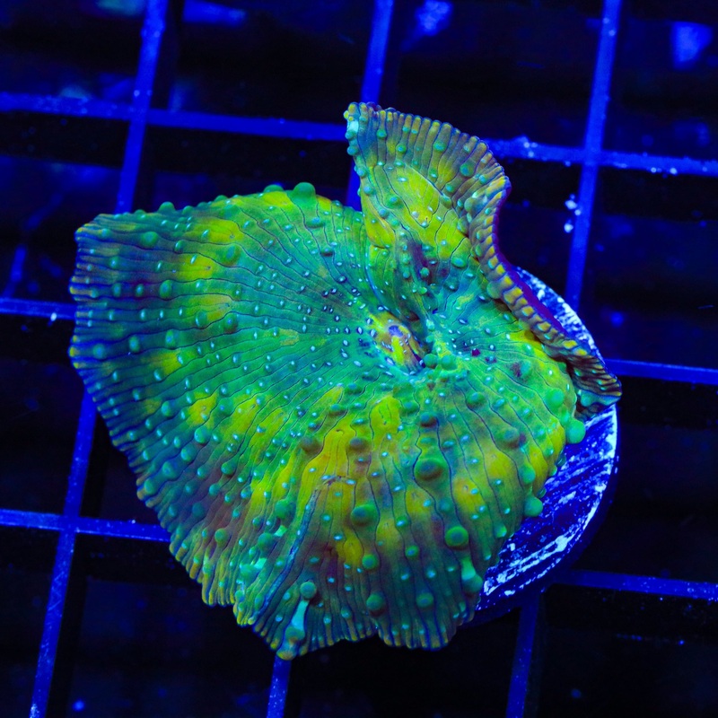 TSA Milky Way Mushroom Coral