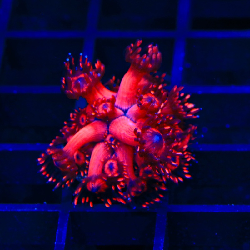TSA Sour Apple Acropora Coral