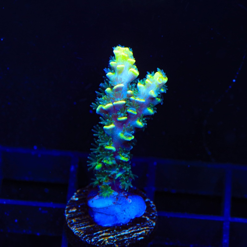 TSA Sour Diesel Acropora Coral
