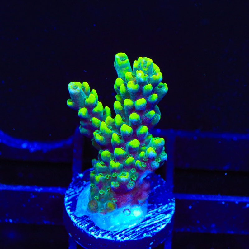 TSA Sun Dance Acropora Coral