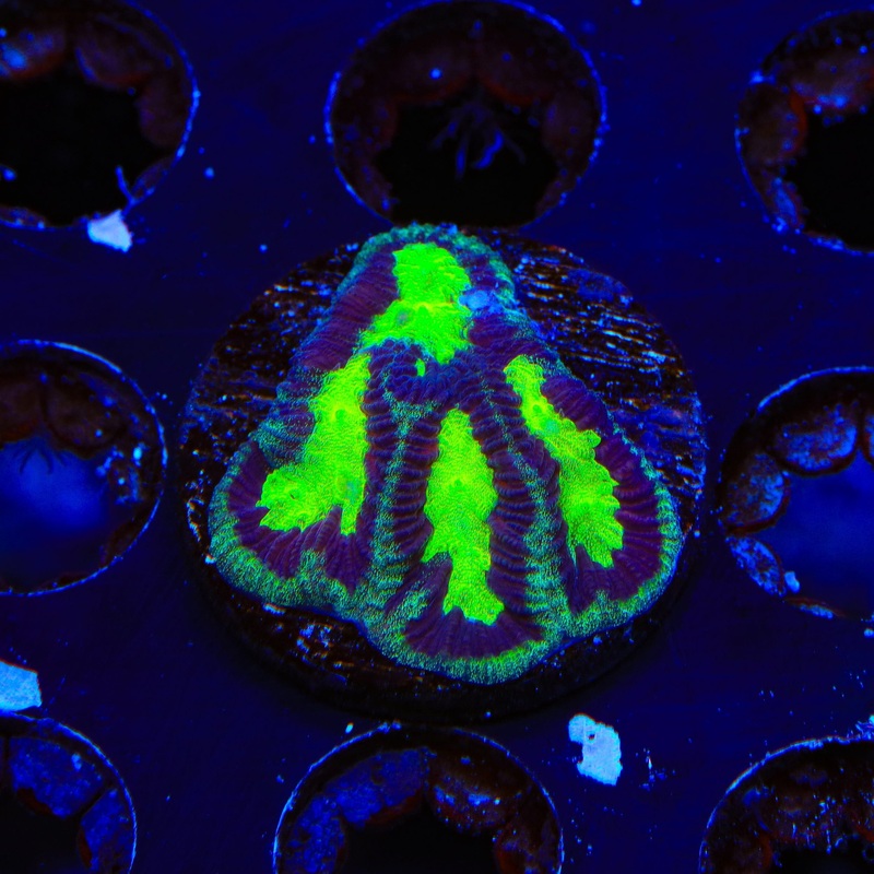TSA Toxic Drip Favia Coral