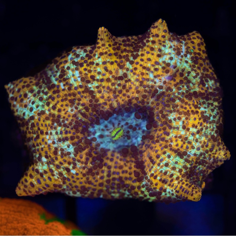 Ultra Leopard Mushroom