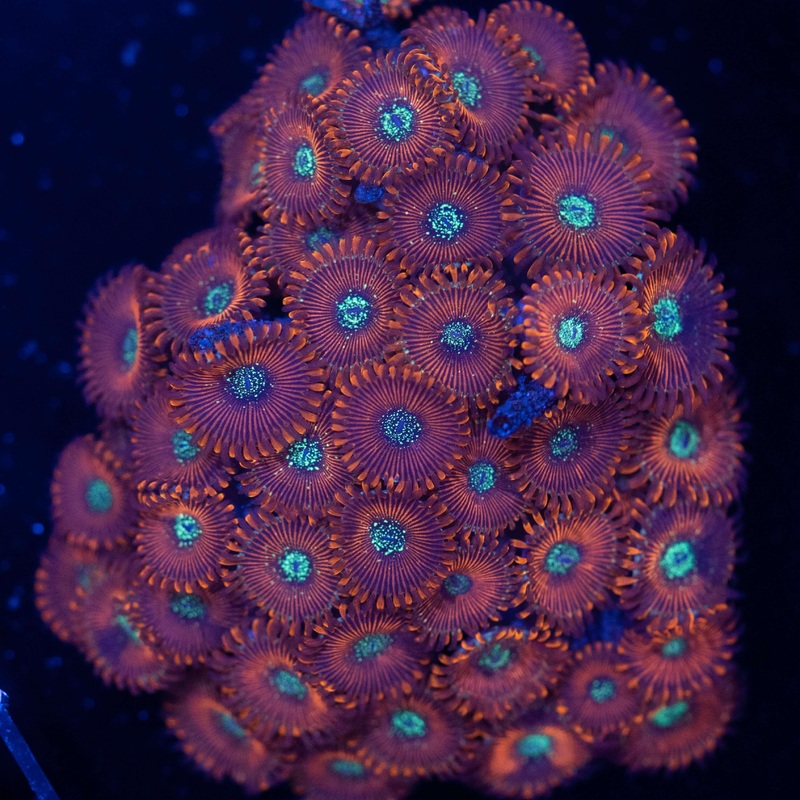 Warlock Zoa Colony