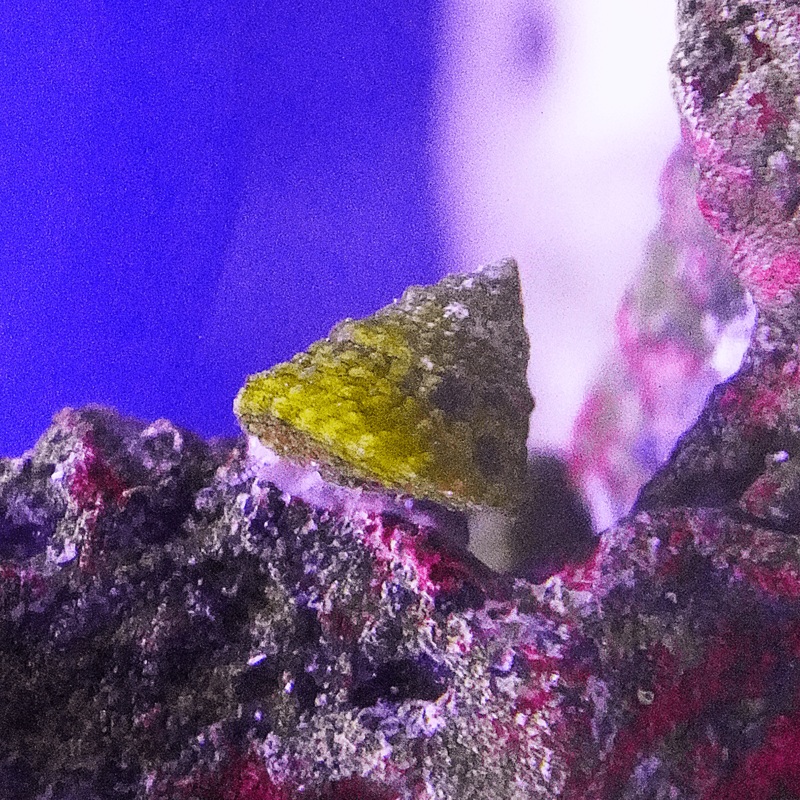 Astrea Snail