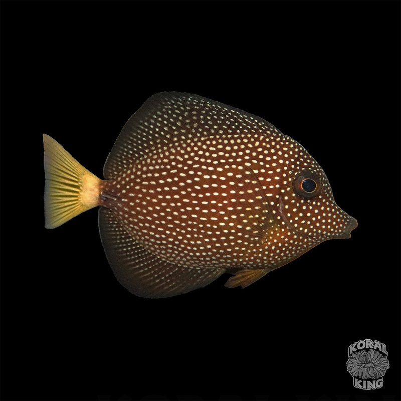 Baby Gem Tang