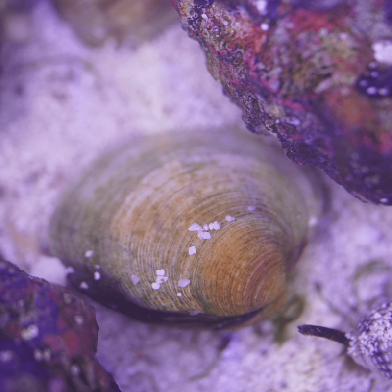Cleaner Clam