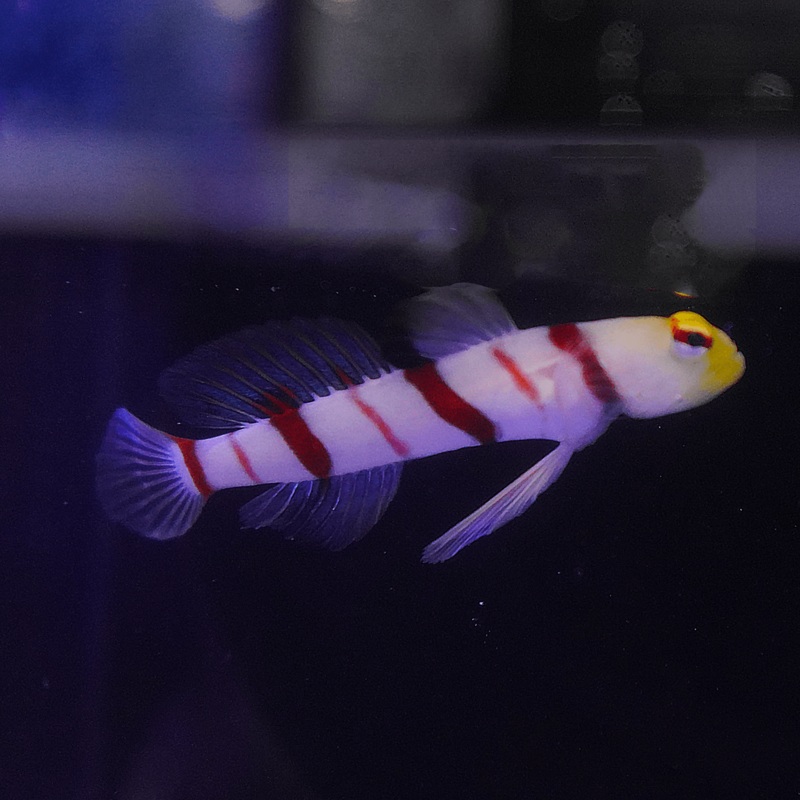 Dracula Goby