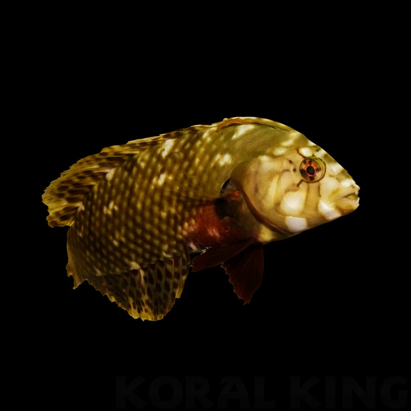 Dragon Wrasse