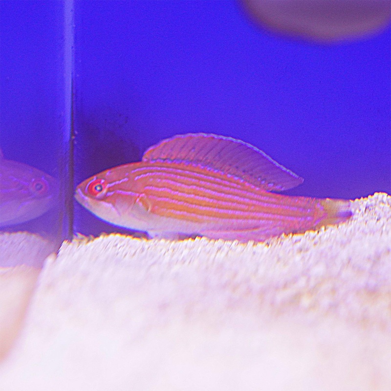 Eightline Flasher Wrasse (Male)