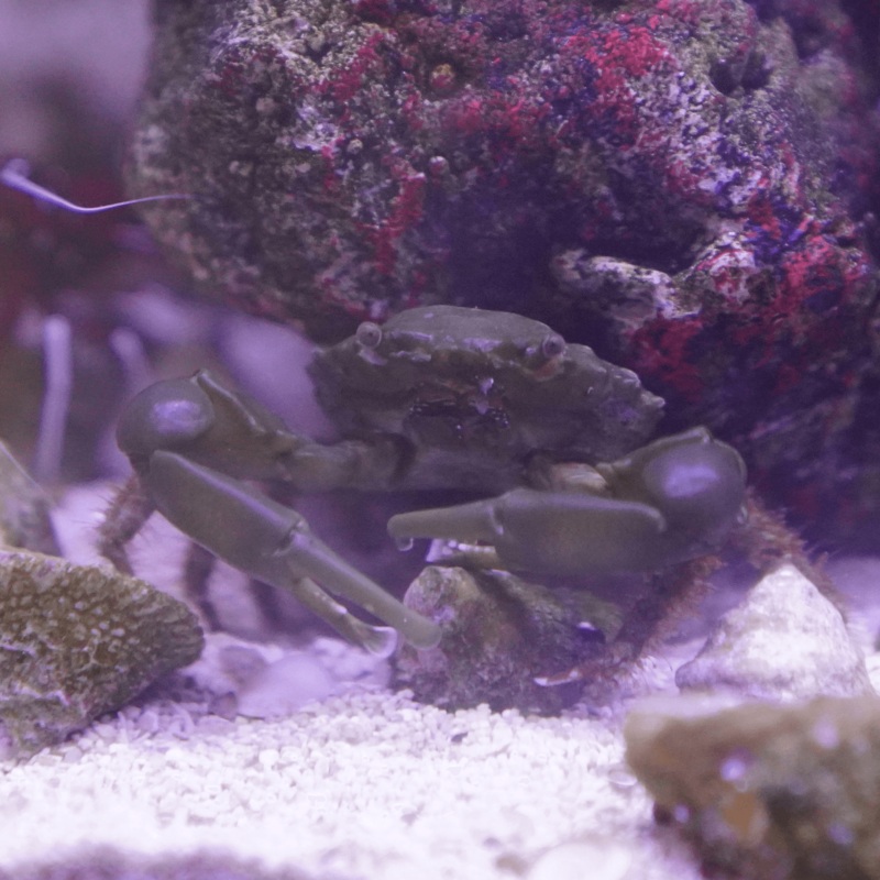 Emerald Crab