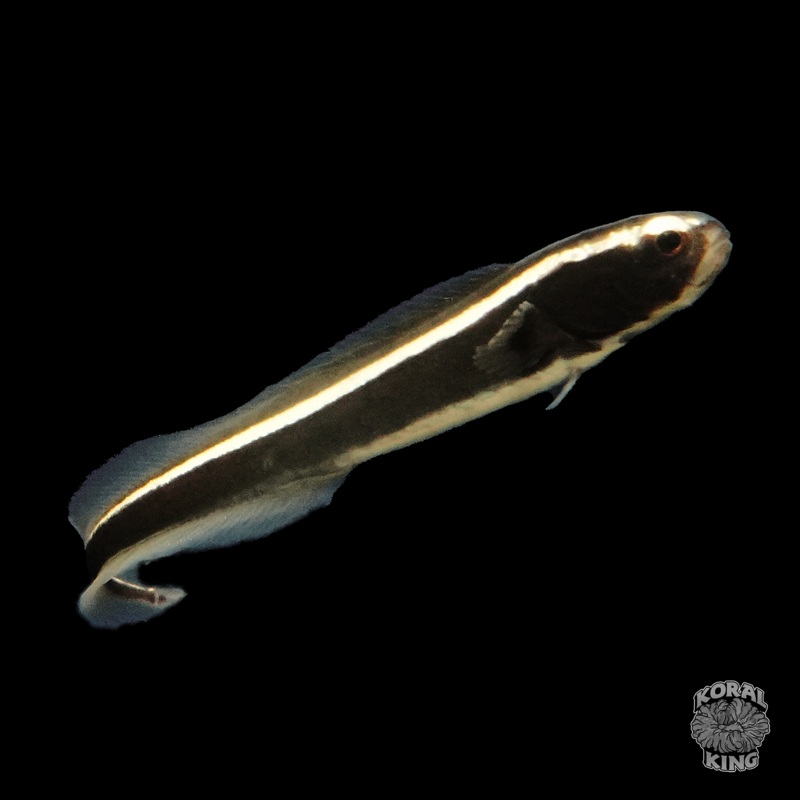Engineer Goby