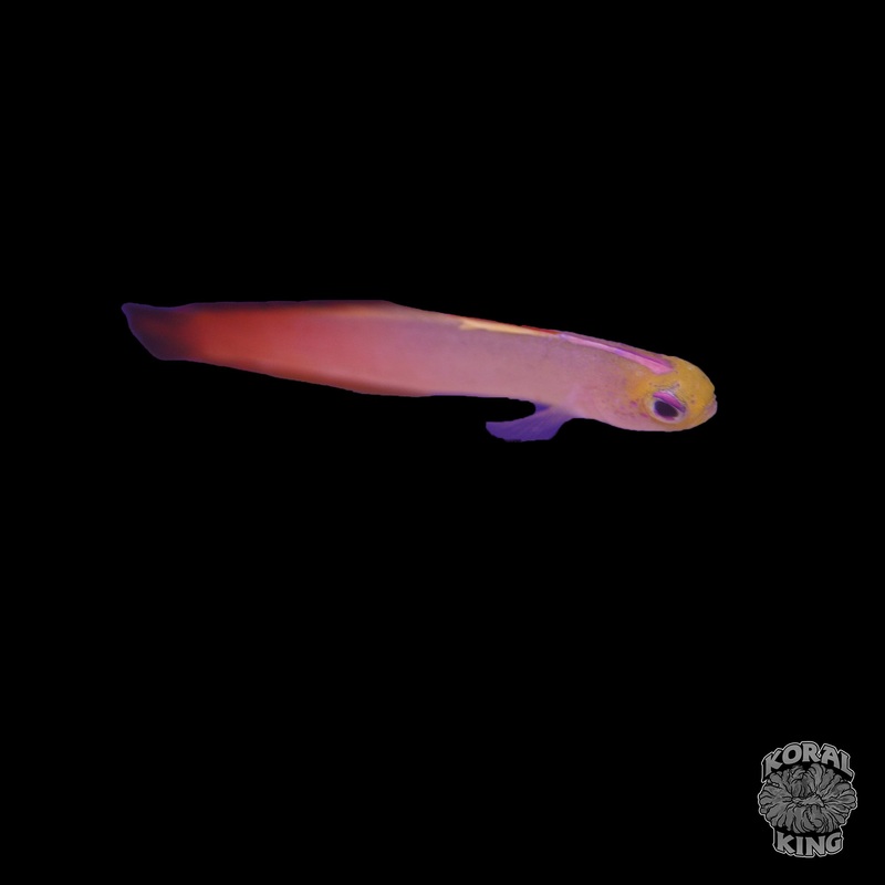 Firefish Goby