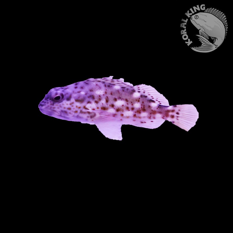 Giant Hawkfish