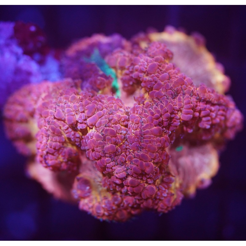 Grafted Blasto Colony