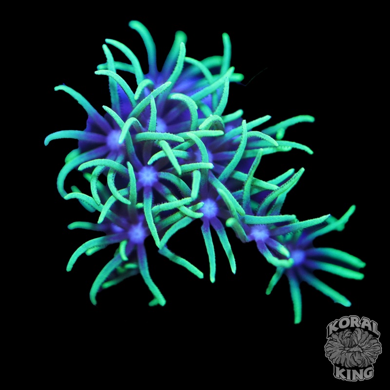 Green Star Polyp