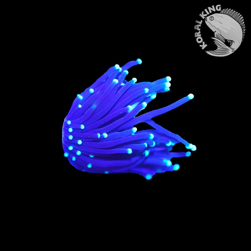 Green Tip Torch