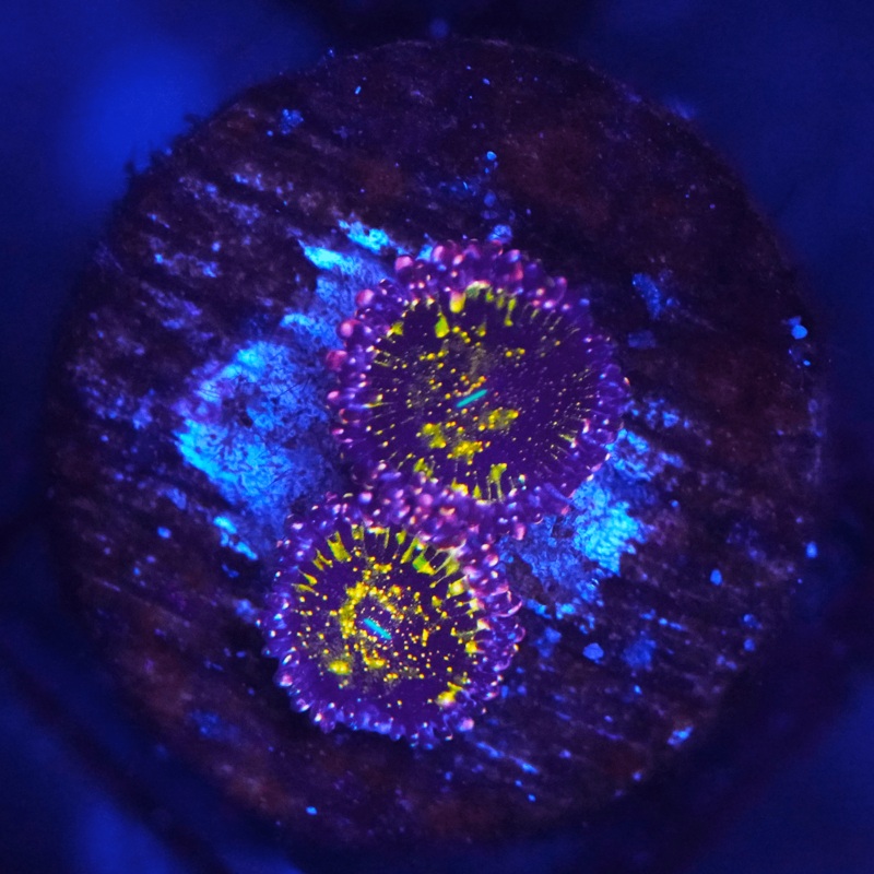 JF Acid Trip Zoa