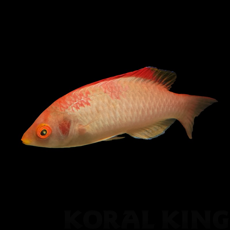 Koi Fairy Wrasse (Male)