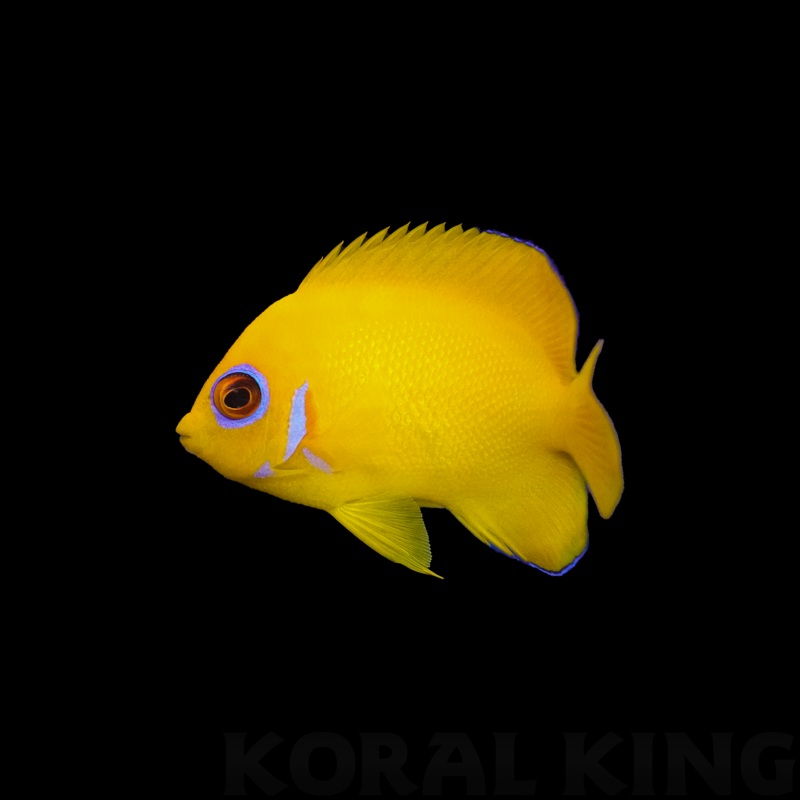 Lemon Peel Angelfish