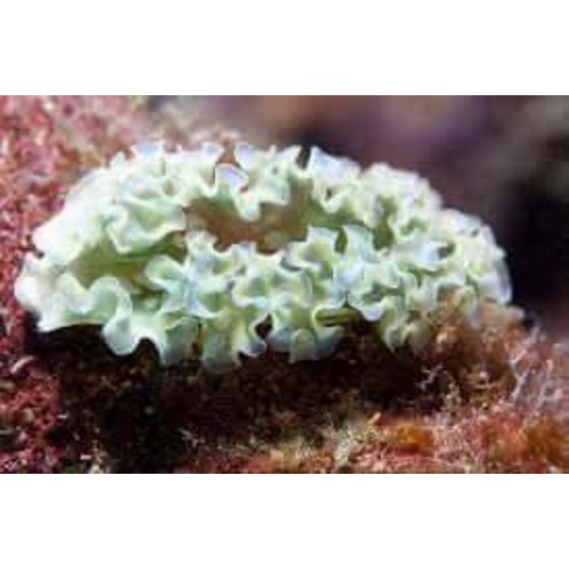 Lettuce Slug