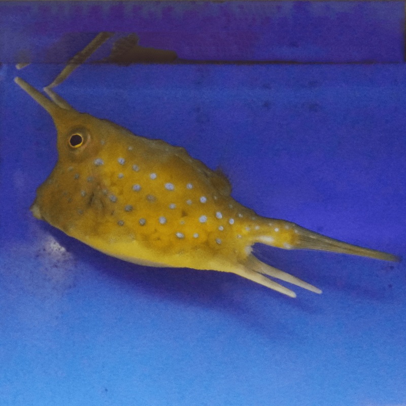Long Horned Cowfish