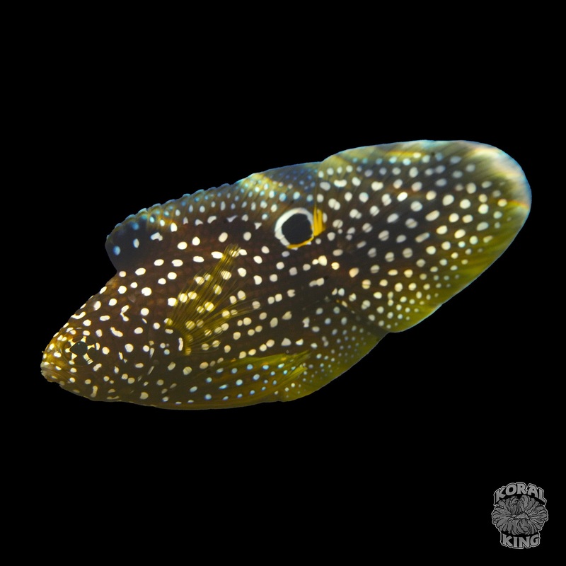 Marine Betta