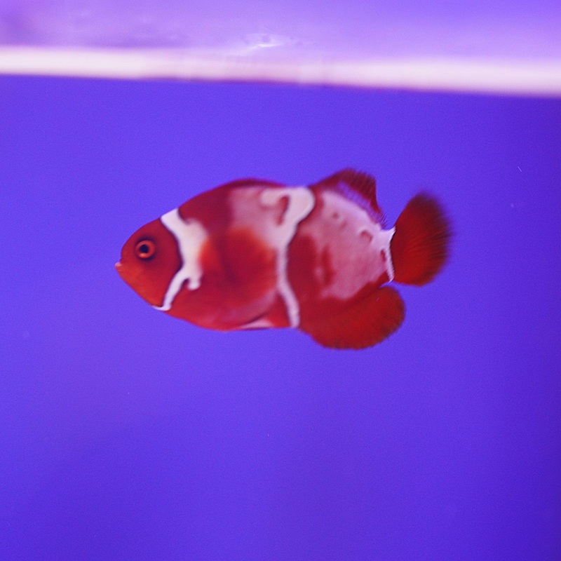 Maroon Goldflake Clownfish