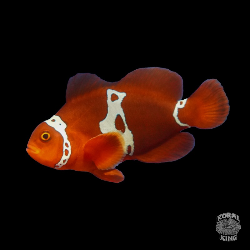 Maroon Lightning Clownfish