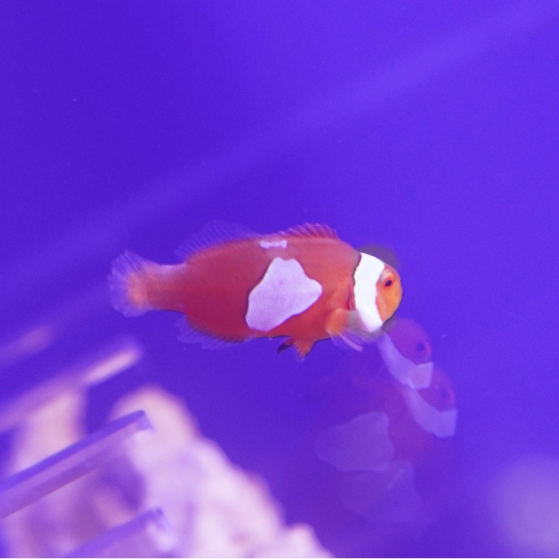 Misbar Clownfish