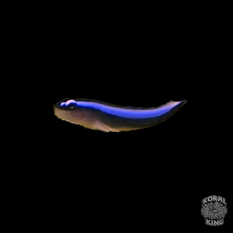 Neon Blue Sharknose Cleaner Goby