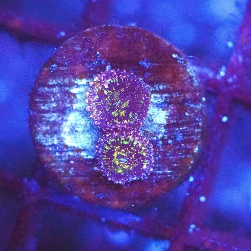 Nirvana Zoa