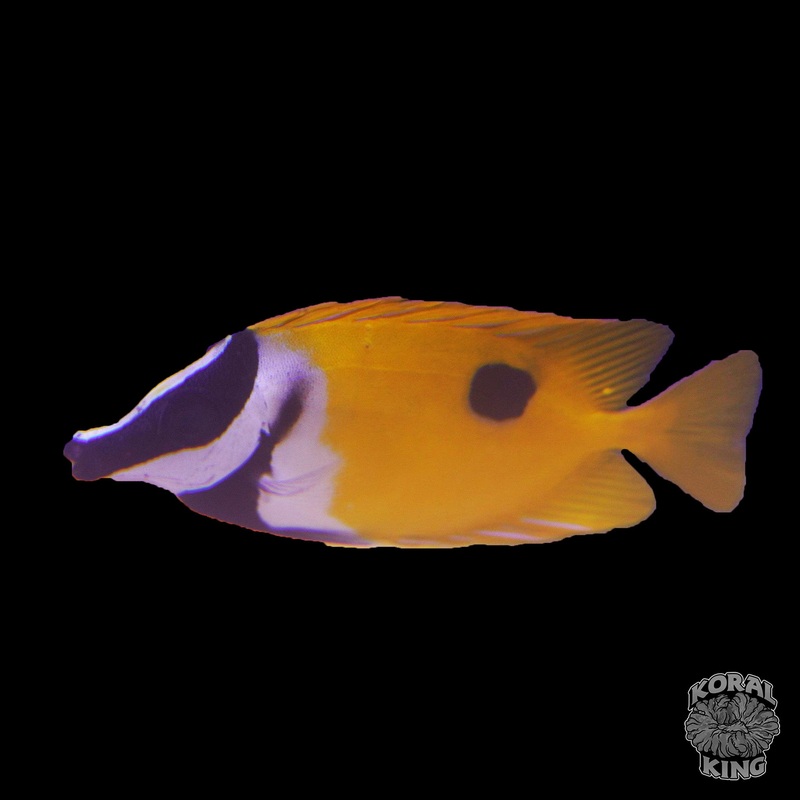 One Spot Foxface Rabbitfish