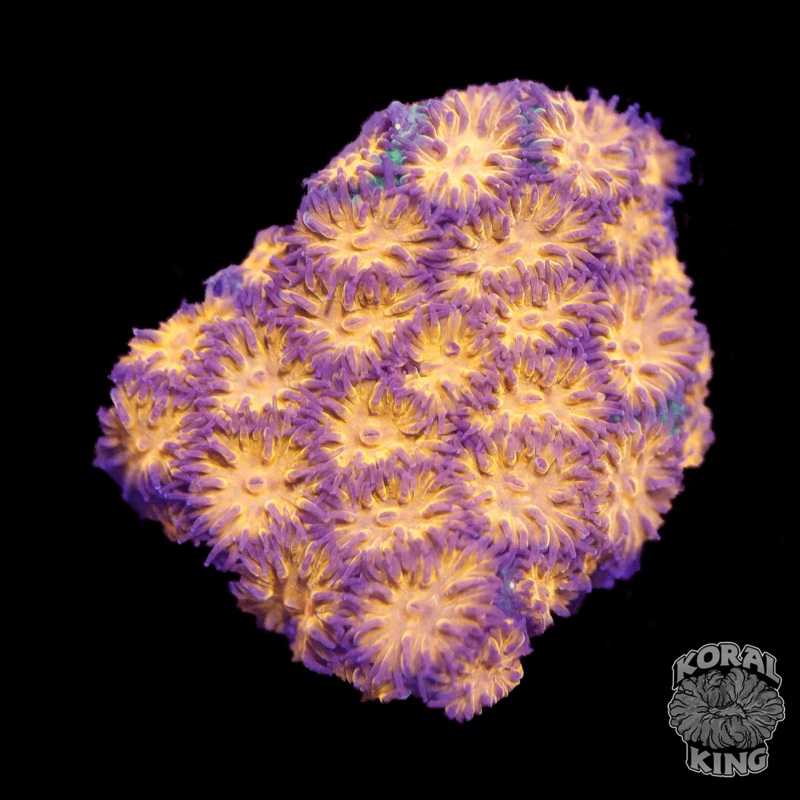 Orange Leptastrea