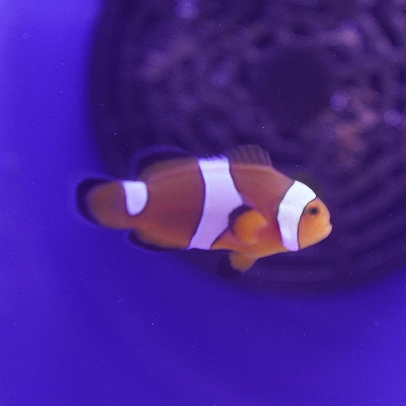 Photon Black Clownfish