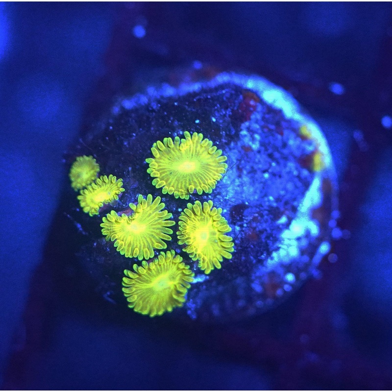 Pikachu Zoa