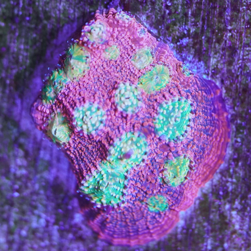 Pink Boobies Chalice Frag (WSIWYG)