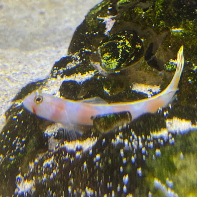 Pinkbar Goby