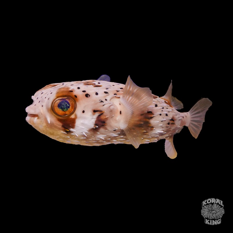 Porcupine Puffer
