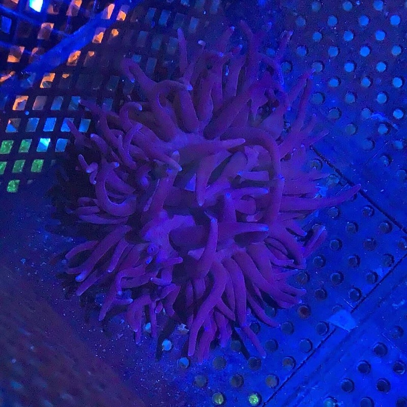 Purple Long Tentacle Anemone