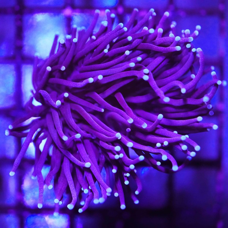 Purple Torch