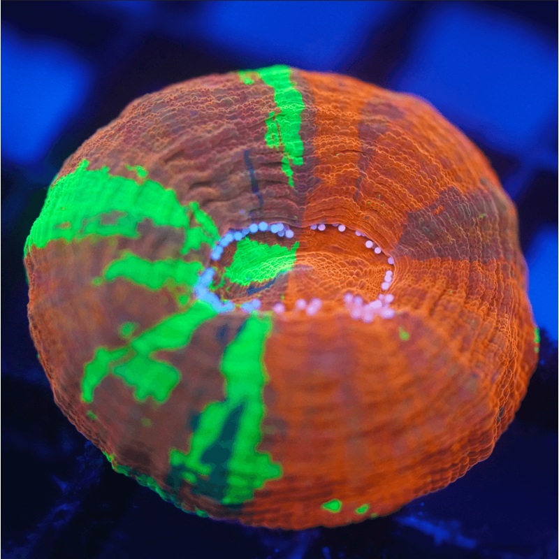 Rainbow Scoly