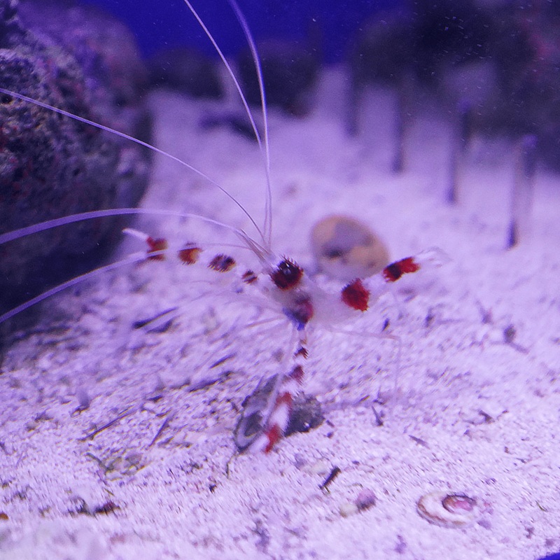 Red Coral Banded Shrimp