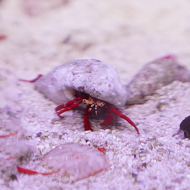 Red Dwarf Hermit