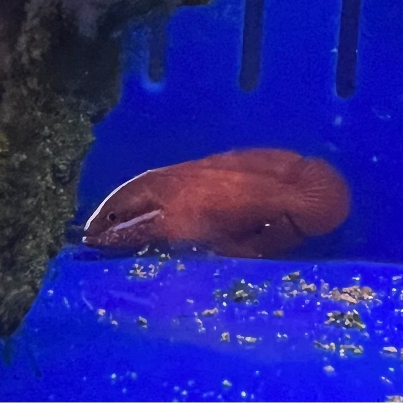 Red Soapfish