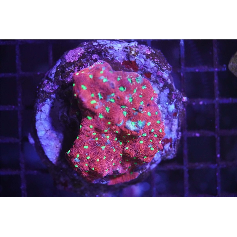 Red Valentine Favia