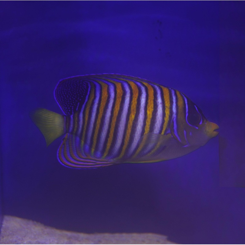 Regal Angelfish