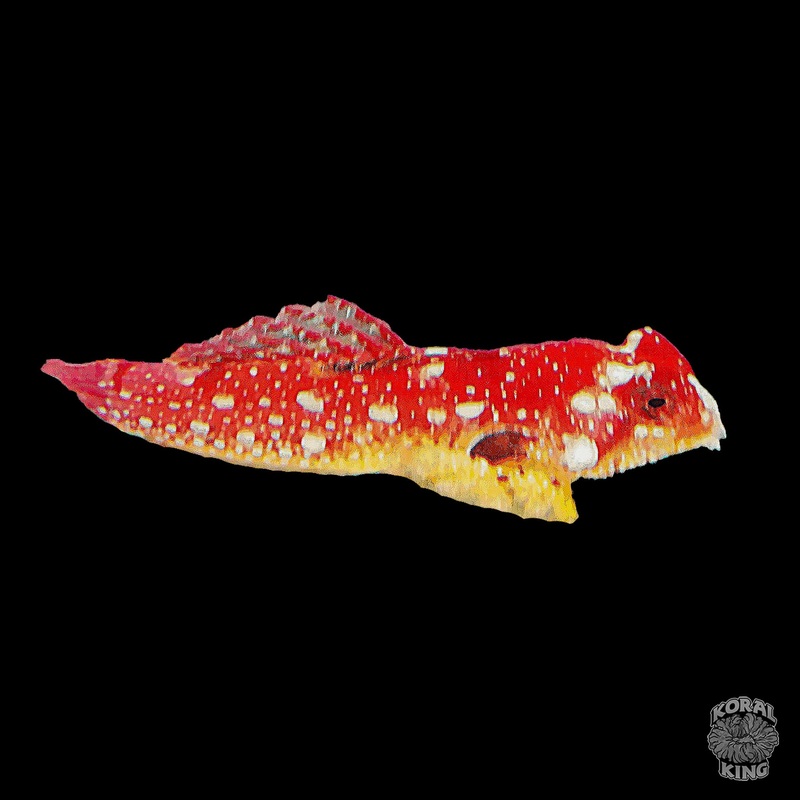 Ruby Red Dragonet